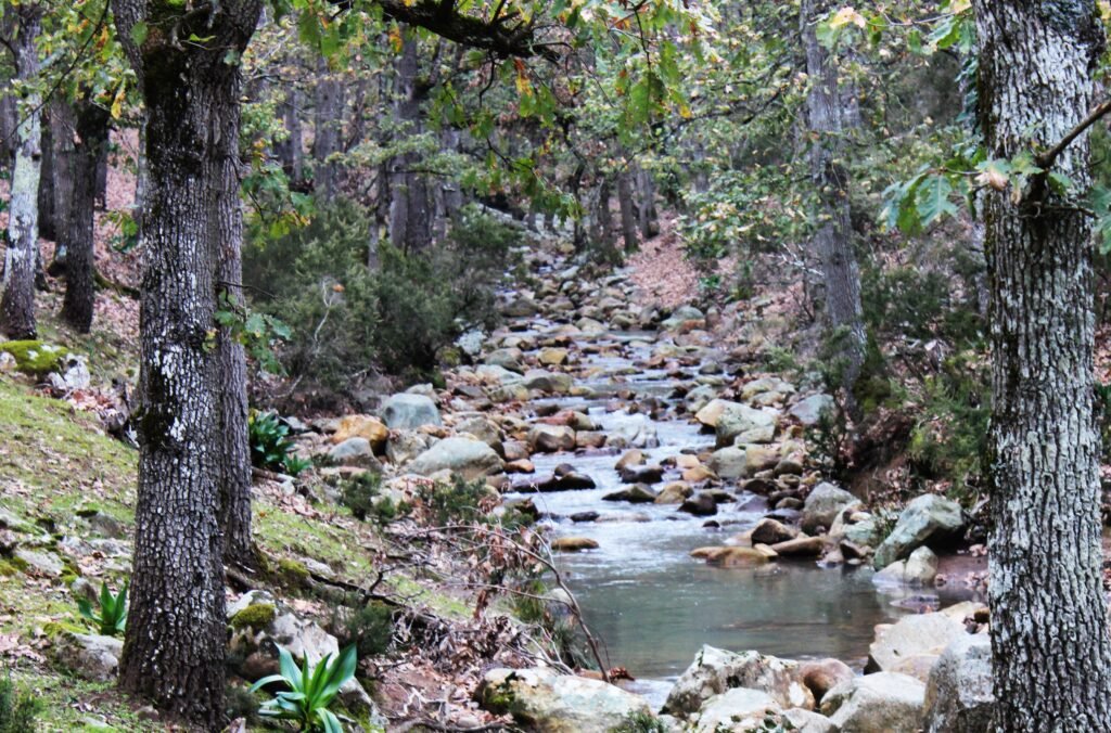 Rio con piedras